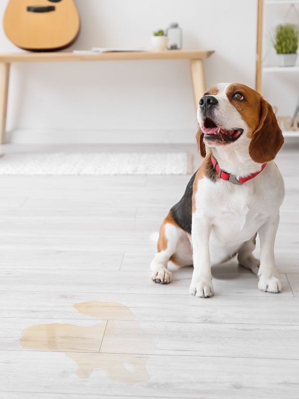 Pet Stain Odor Removal in Albuquerque NM