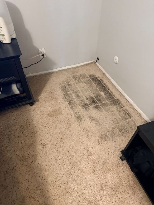 Cage Carpet Cleaning Before