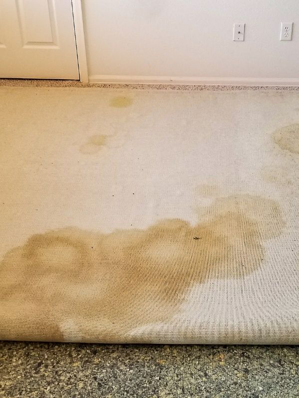 Professional Pet Stain Odor Removal